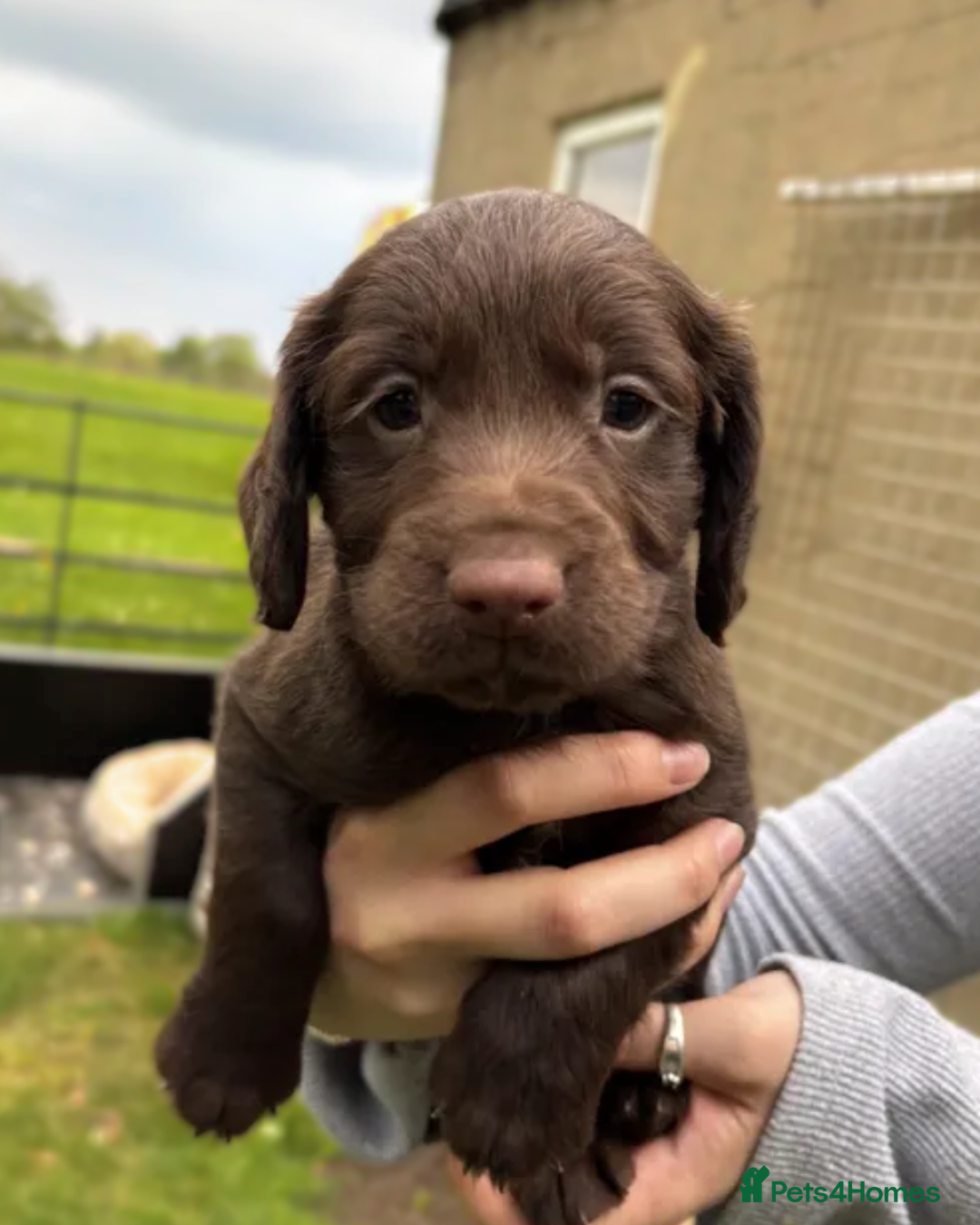 Cocker Spaniel dogs for sale: Beautiful KC Working Cockers looking for homes - Advert 5