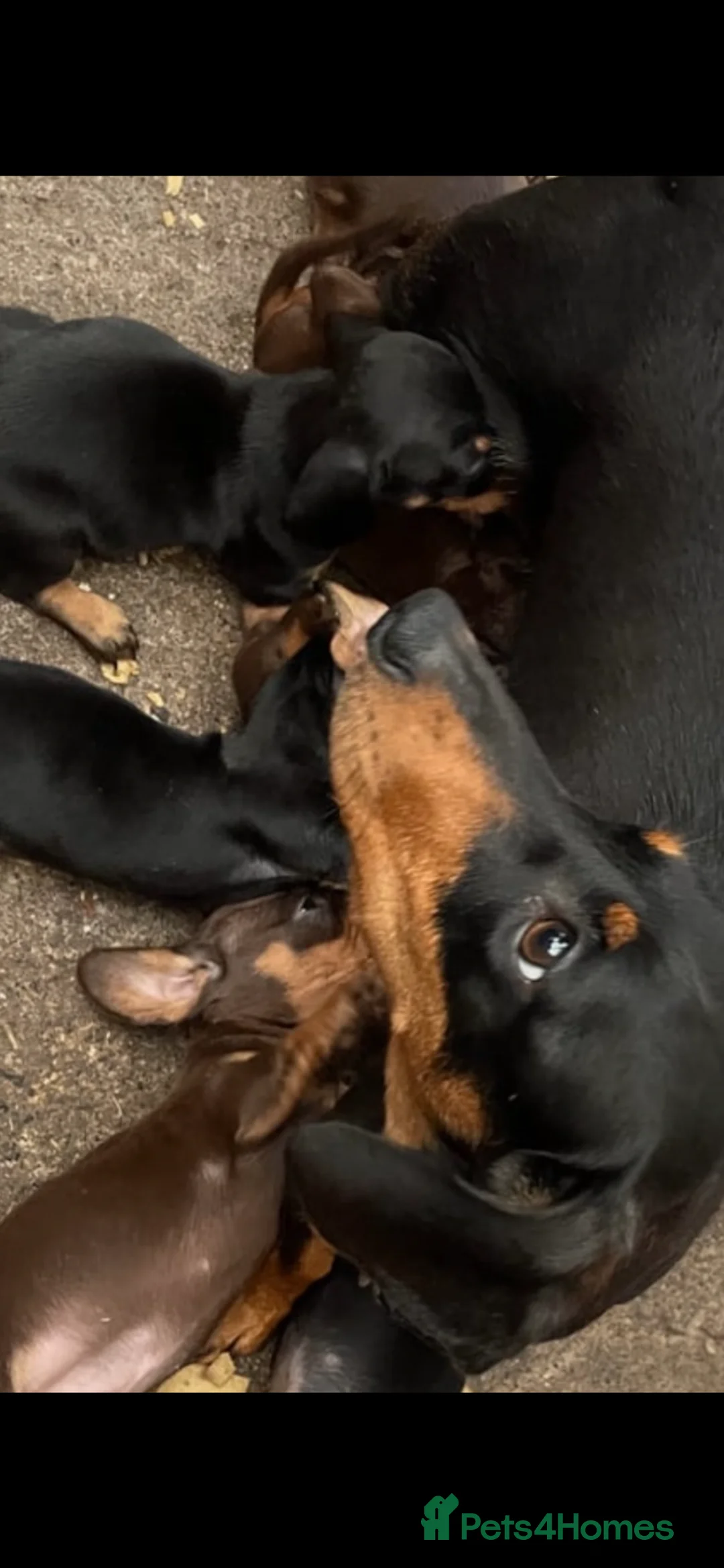 Dachshund dogs for sale: 💙dachshund boy puppies💙 - Advert 7