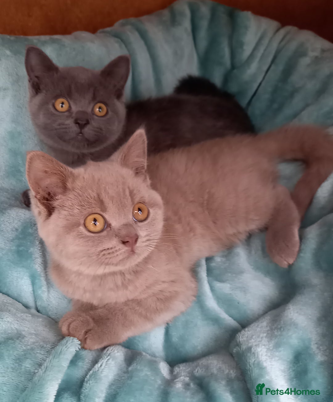 British Shorthair cats for sale: Super GCCF Registered Kittens - Image 19