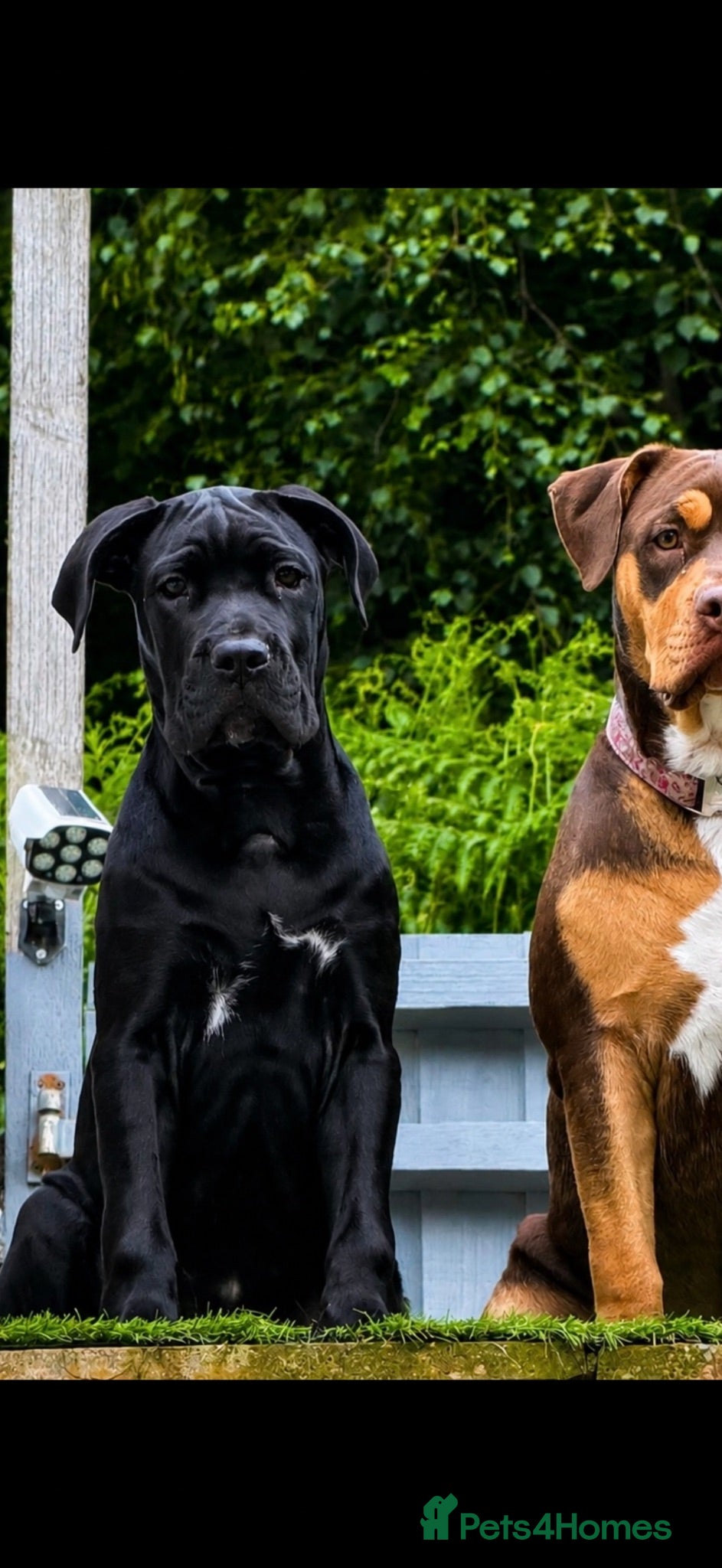 Cane Corso dogs Cane Corso Puppy - Advert 1