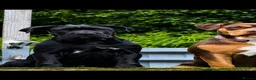Cane Corso dogs for sale: Cane Corso Puppy - Advert 1