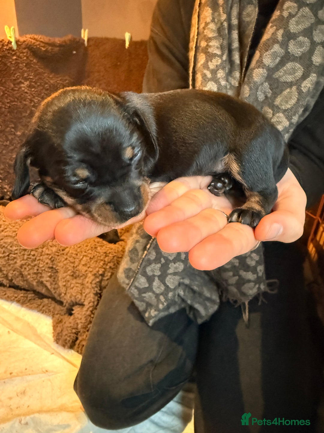 Miniature Dachshund dogs for sale: Miniature Smooth-Haired Dachshund  - Advert 9