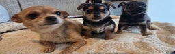 Mixed Breed dogs for sale: Adorable Chihuahua x Prague Ratter Puppies - Advert 5