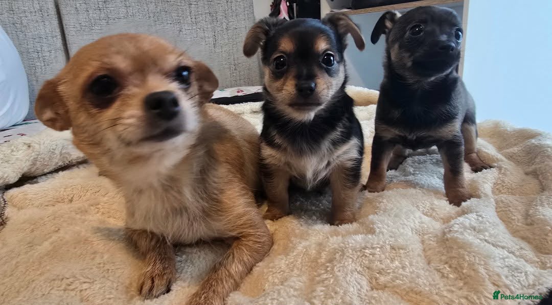Mixed Breed dogs for sale: Adorable Chihuahua x Prague Ratter Puppies - Advert 5