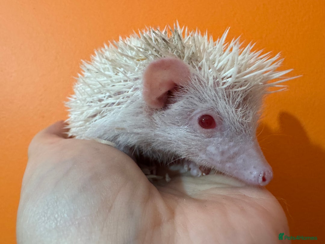 Pygmy Hedgehog rodents for sale: Pretty baby African Pygmy hedgehogs for sale - Advert 7