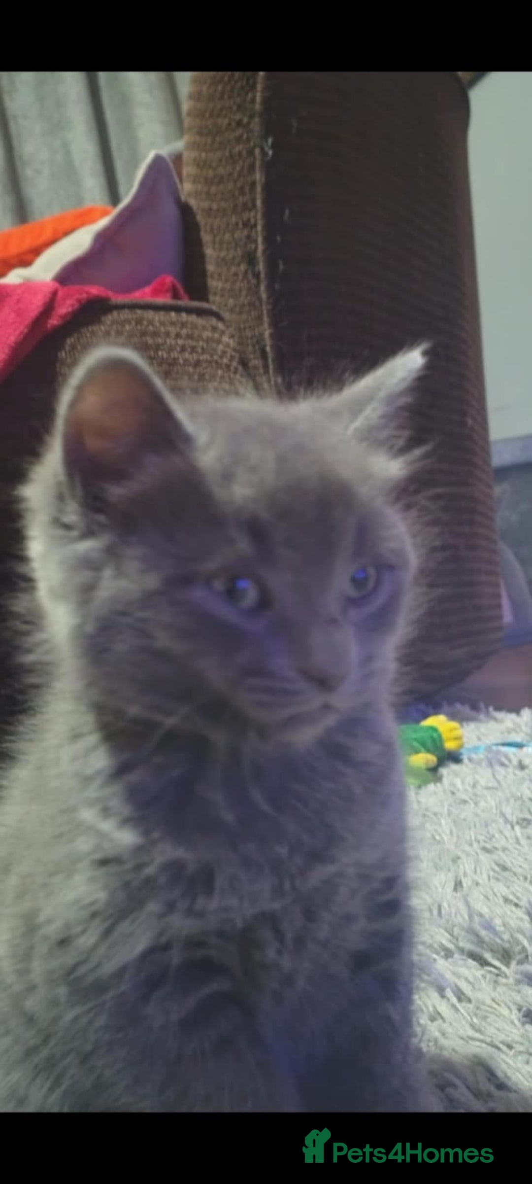 Domestic Shorthair cats for sale: 4 beautiful kittens for sale  - Advert 18