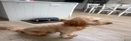 Cockapoo dogs for sale: Beautiful Cockapoo  in Uxbridge - Advert 5