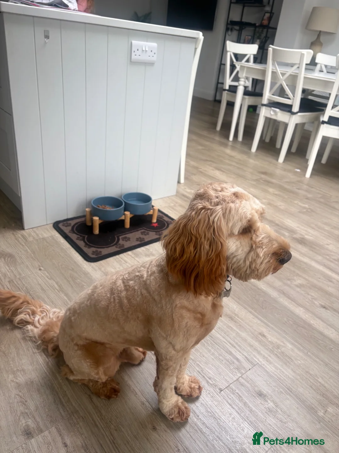 Cockapoo dogs for sale: Beautiful Cockapoo  in Uxbridge - Advert 5