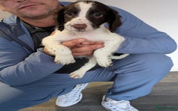English Springer Spaniel dogs for sale: Beautiful male springer spaniel puppy  - Image 2