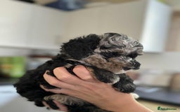 Sheepadoodle dogs for sale: F1b mini sheepadoodles - Image 37