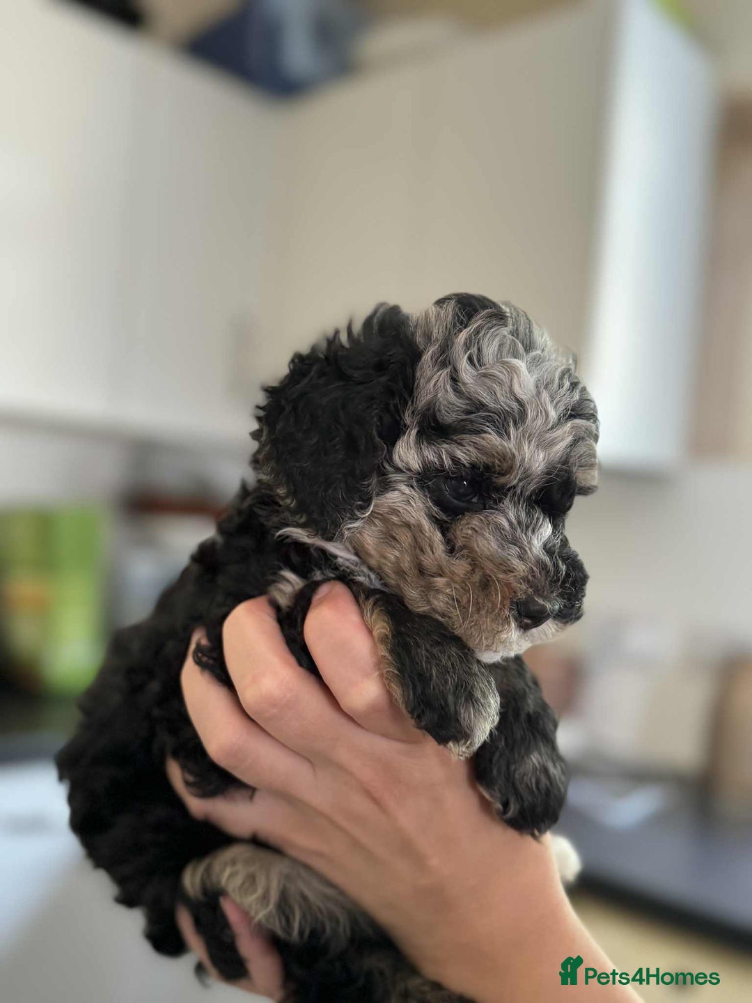 Sheepadoodle dogs for sale: F1b mini sheepadoodles - Image 37