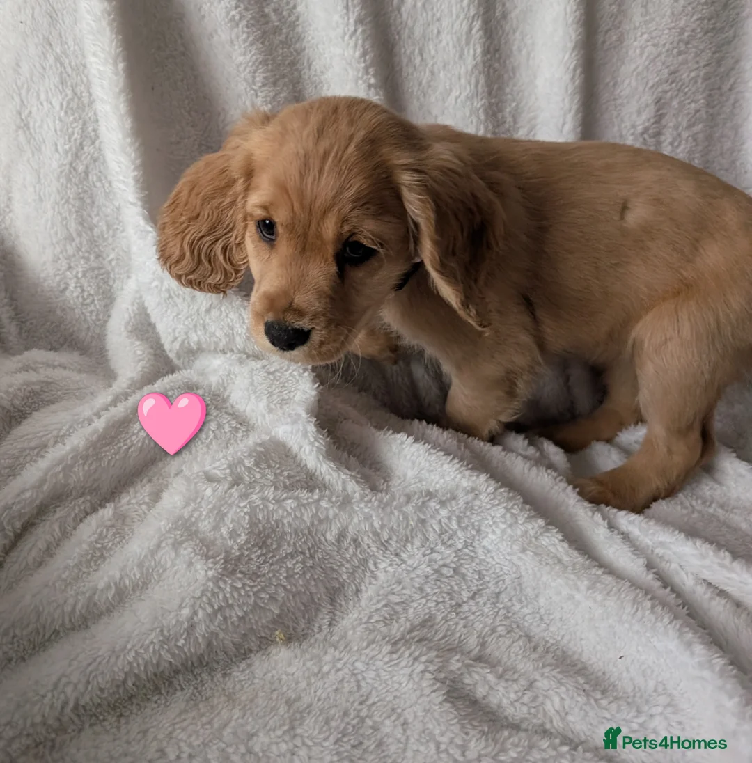 Cocker Spaniel dogs for sale: Cockerspaniel puppies ready soon! - Advert 10