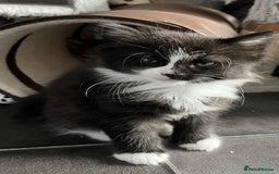 Mixed Breed cats for sale: Beautifull fluffy kittens  - Image 18