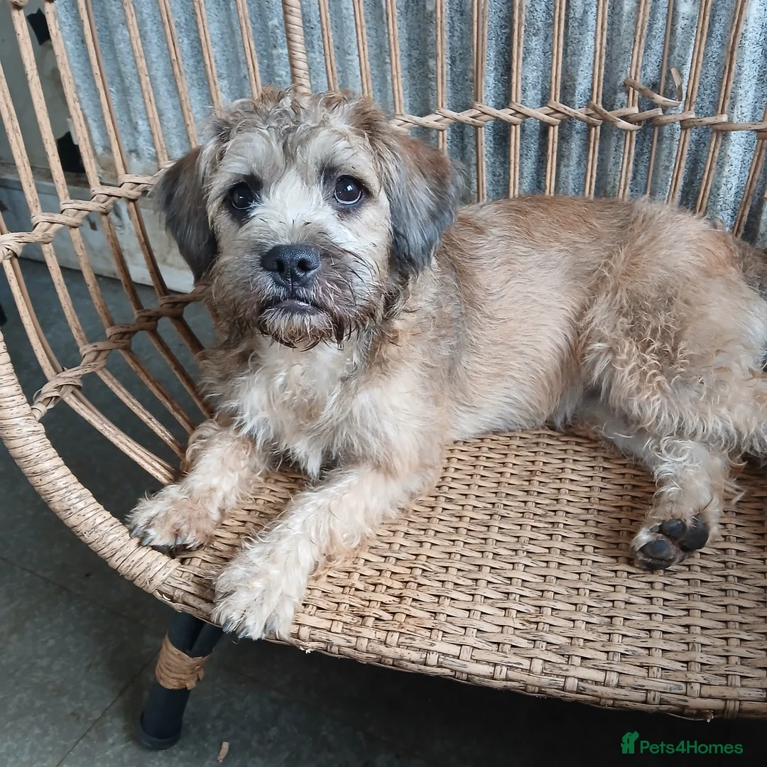 Mixed Breed dogs for sale: Two Beautiful Frenchie Poo Girls - Advert 2