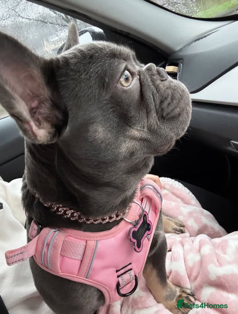 French Bulldog dogs French bulldog  - Advert 8