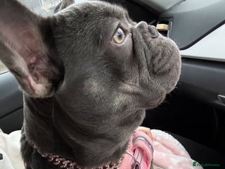 French Bulldog dogs - Advert 35