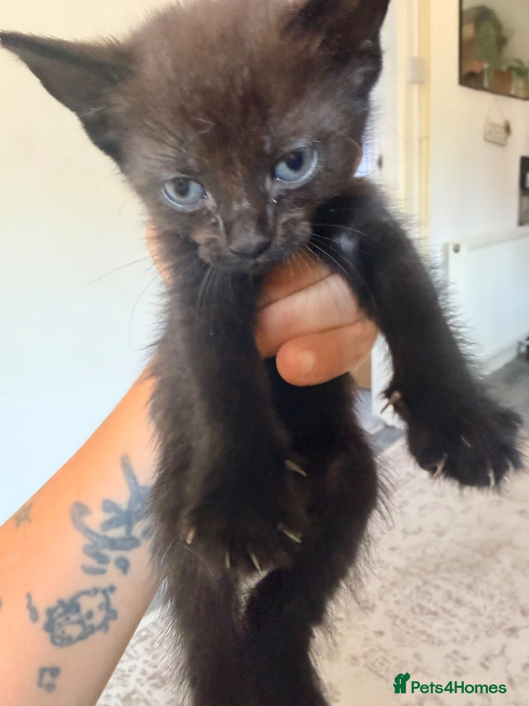 Mixed Breed cats for sale: Last little girl - Advert 4