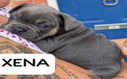 French Bulldog dogs for sale: Stunning French bulldog puppies 🐕 - Image 4