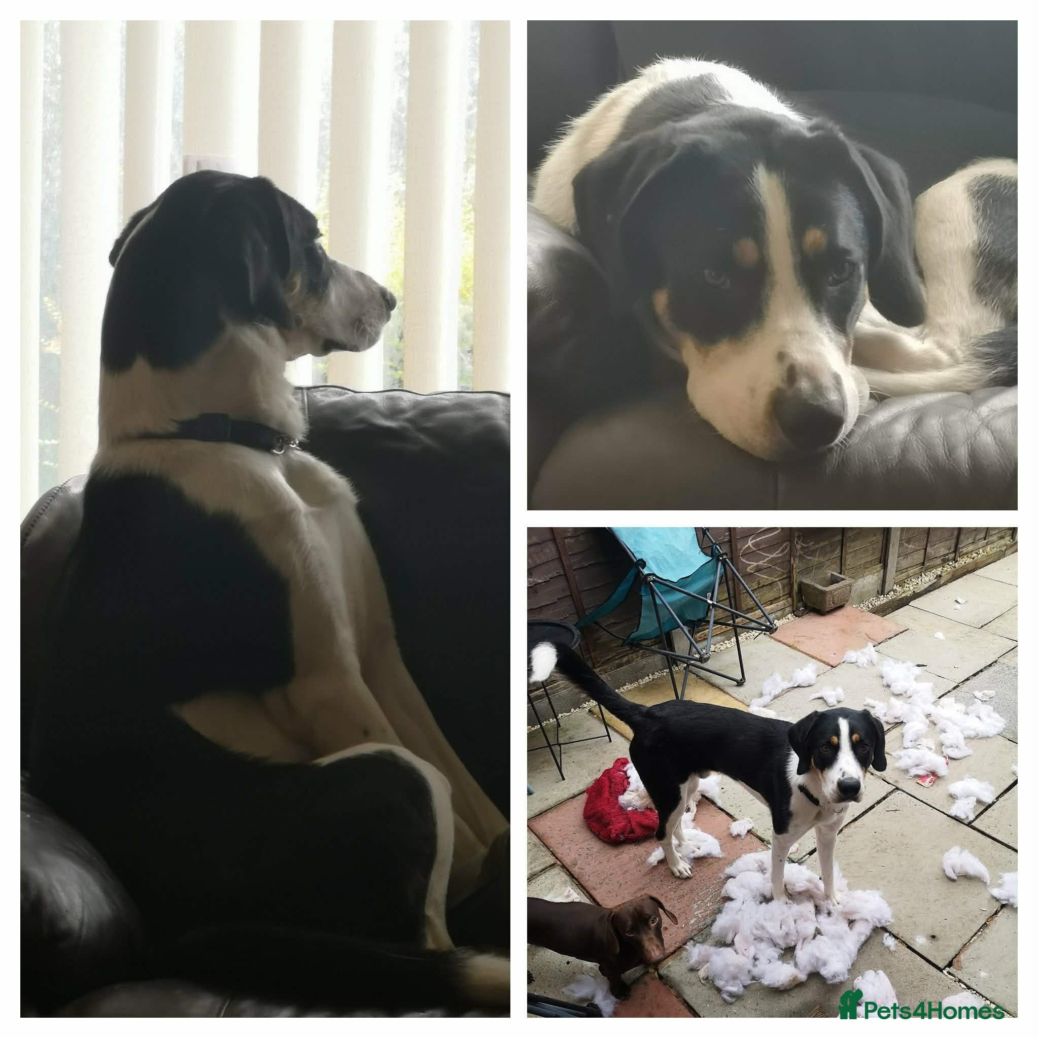 Mixed Breed dogs Bryn- collie x fellhound  - Advert 1