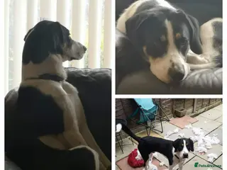 Mixed Breed dogs Bryn- collie x fellhound - Advert 1