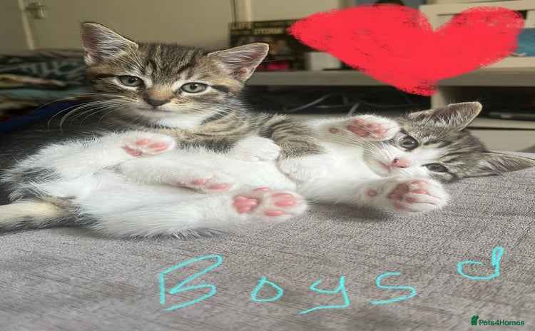 Mixed Breed cats - Advert 5