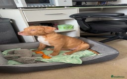 Staffordshire Bull Terrier dogs for sale: Staffordshire bull terrier for sale  - Image 7