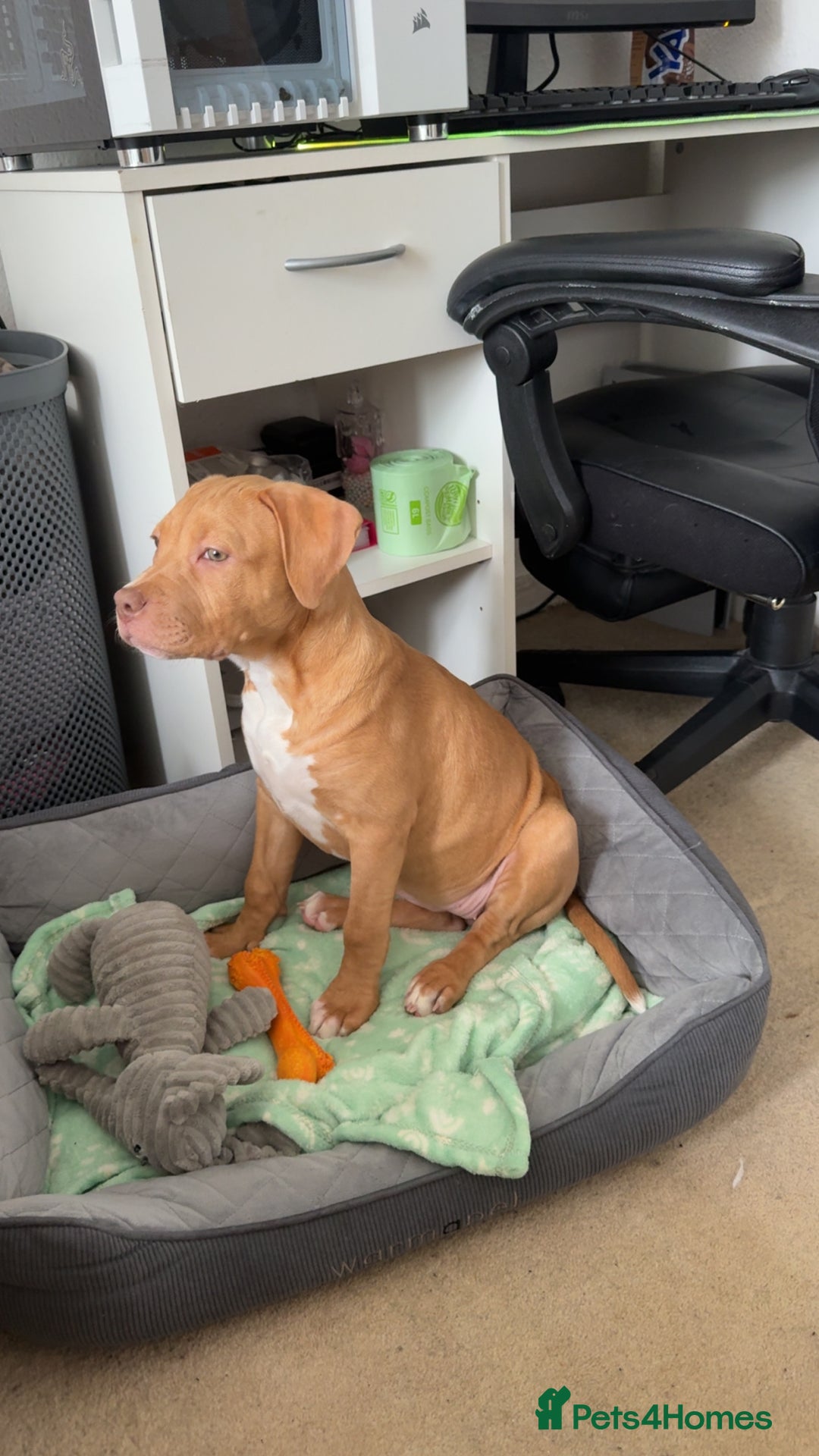 Staffordshire Bull Terrier dogs for sale: Staffordshire bull terrier for sale  - Image 7