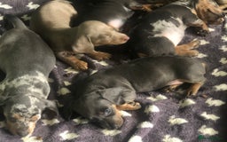 Miniature Dachshund dogs for sale: Miniature dachshund puppies  - Image 7