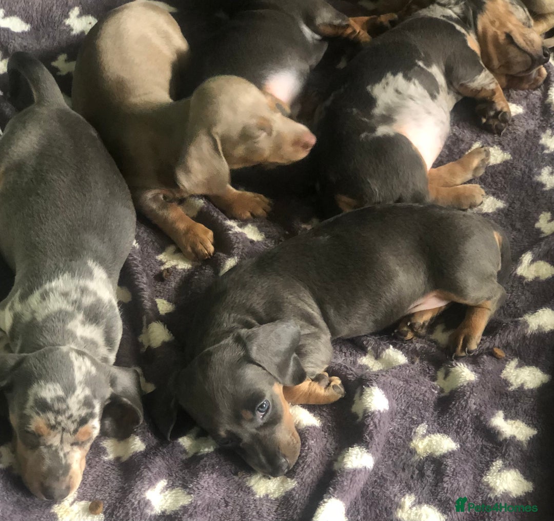 Miniature Dachshund dogs for sale: Miniature dachshund puppies  - Image 7