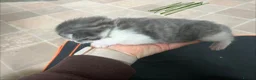 Maine Coon cats for sale: Maine coon cross in Rotherham - Advert 11