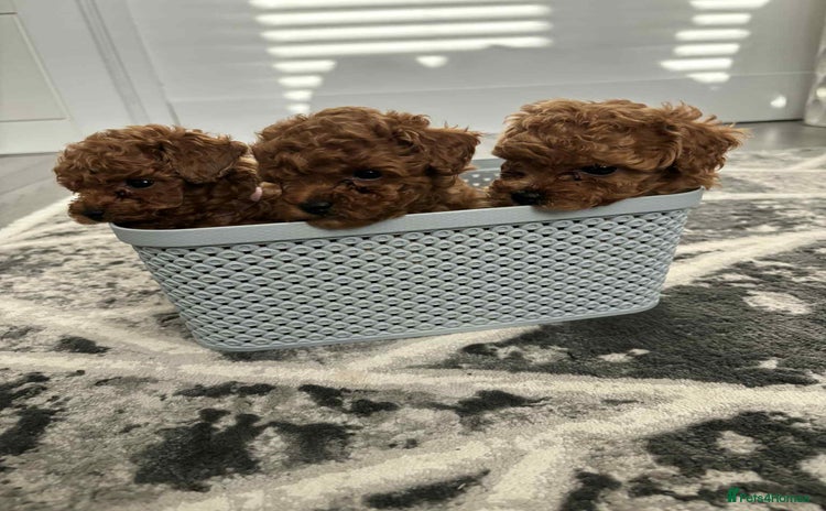 Toy Poodle dogs - Advert 7