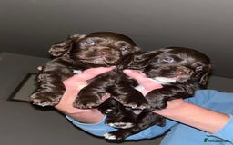 Cocker Spaniel dogs for sale: Working Cocker Spaniels  - Image 1