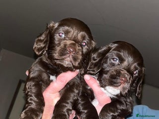 Cocker Spaniel dogs Cocker Spaniels READY NOW - Advert 14