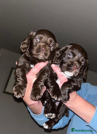 Cocker Spaniel dogs - Advert 5