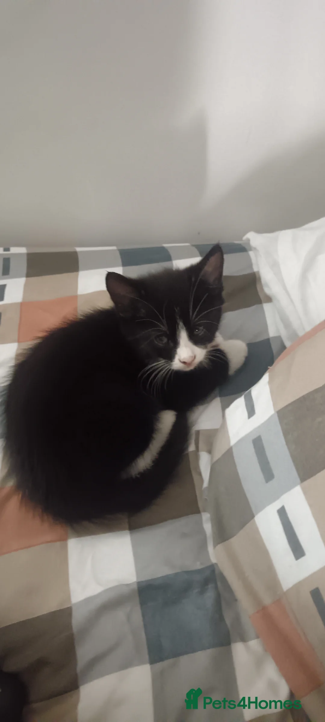 American Shorthair cats for sale: 5 kittens for sale  in Coventry - Advert 6
