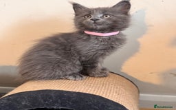 Maine Coon cats for sale: FINAL 3 REMAINING :TICA registered Mainecoons  - Image 7