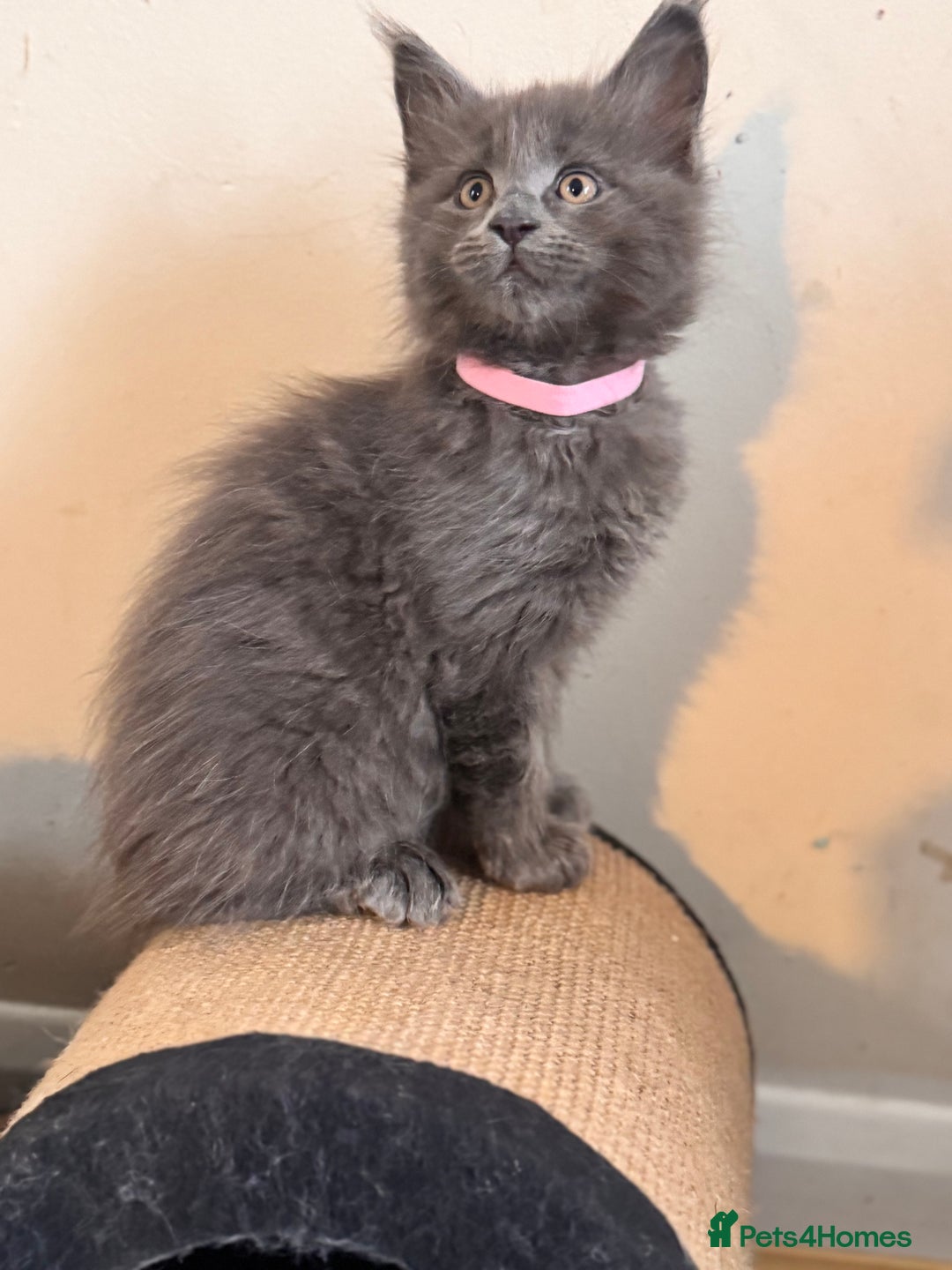 Maine Coon cats for sale: FINAL 3 REMAINING :TICA registered Mainecoons  - Image 7