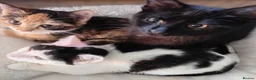 Mixed Breed cats for adoption: Sweet kittens looking for their forever homes - Advert 8