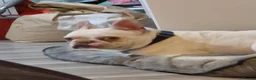 French Bulldog dogs for sale: White French bulldog  - Advert 2