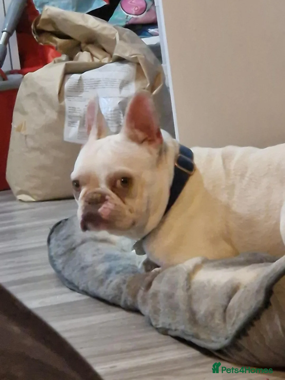 French Bulldog dogs for sale: White French bulldog  - Advert 2