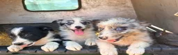 Border Collie dogs for sale: 7 beautiful border collie pups  in Newtown - Advert 16