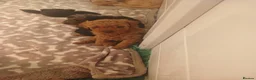 Labradoodle dogs for sale: Miniature labradoodle girls - Advert 9
