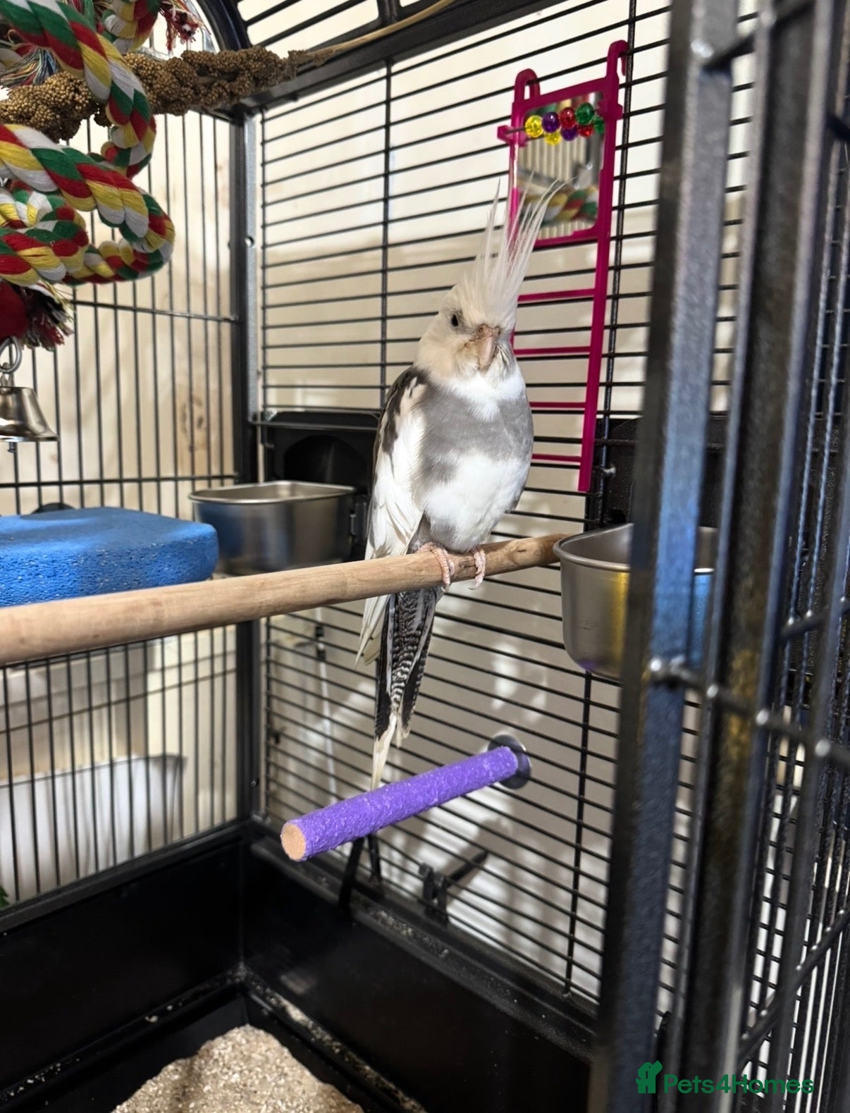 Cockatiels birds for sale: Cockatiel and cage for same  - Advert 1