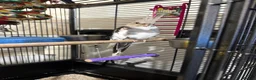 Cockatiels birds for sale: Cockatiel and cage for same  - Advert 2
