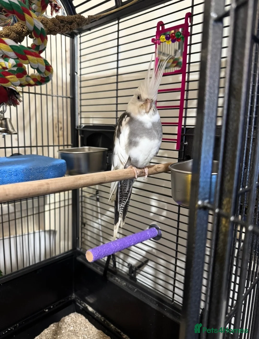 Cockatiels birds for sale: Cockatiel and cage for same  - Advert 2