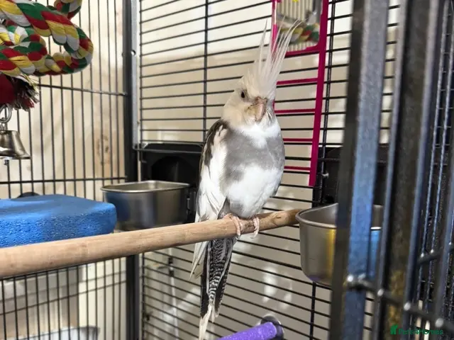 Cockatiels birds for sale: Cockatiel and cage for same - Advert 1