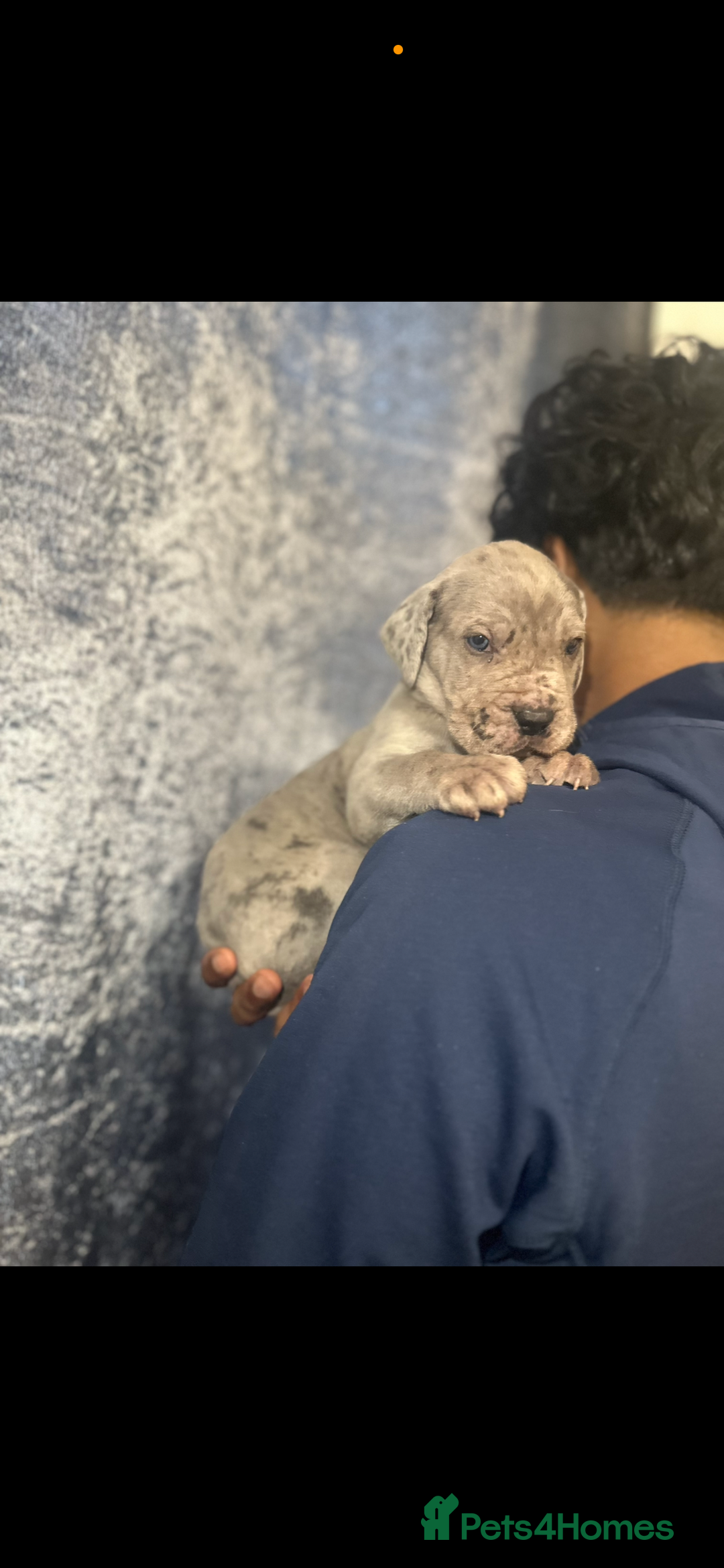 Cane Corso dogs for sale: Top Bloodline Cane Corsos - Advert 4