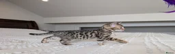 Bengal cats for sale: 🖤🩶🤍 BEAUTIFUL BENGAL KITTENS 🤍🩶🖤 - Advert 22