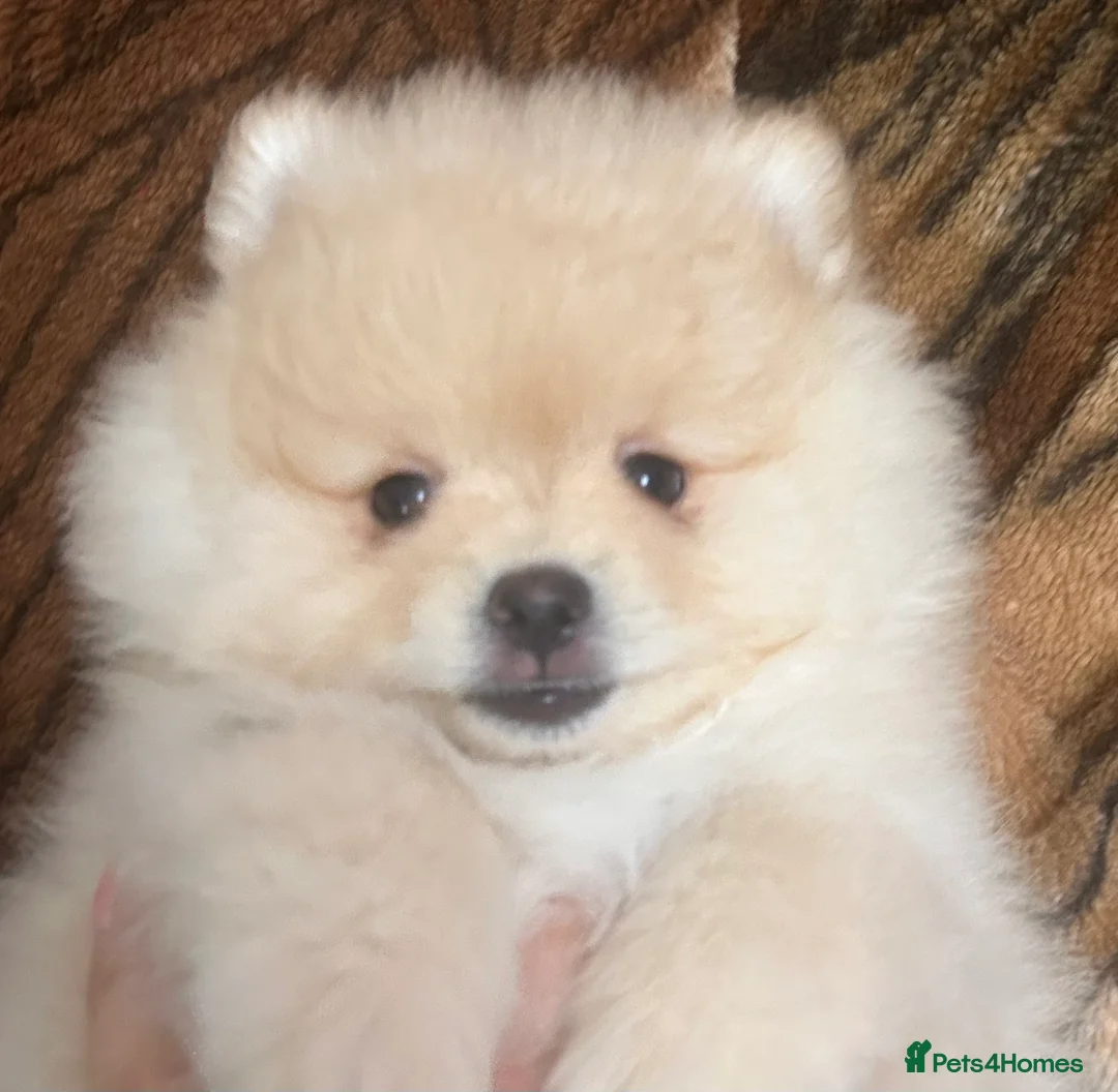 Pomeranian dogs for sale: Pomeranian puppy  - Advert 6
