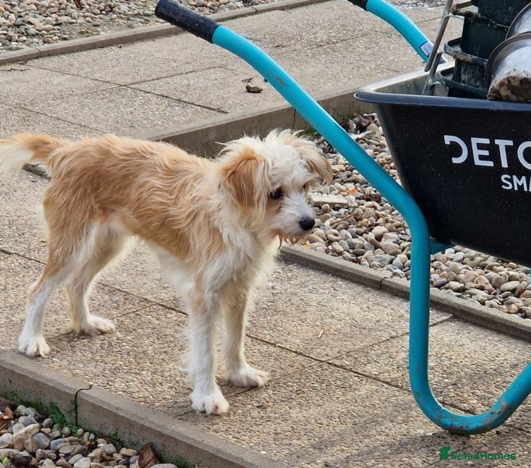 Mixed Breed dogs for adoption: 🌼 Meet Chrissy 🌼 A gentle soul for a Loving Home - Advert 6
